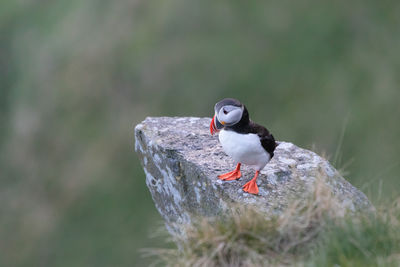 High angle view of puffin perching on rock