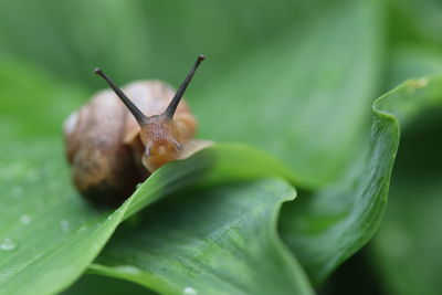 Close-up of snail on plant