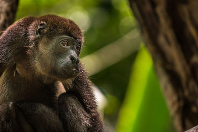 Close-up of monkey