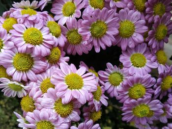 High angle view of pink flowering plants