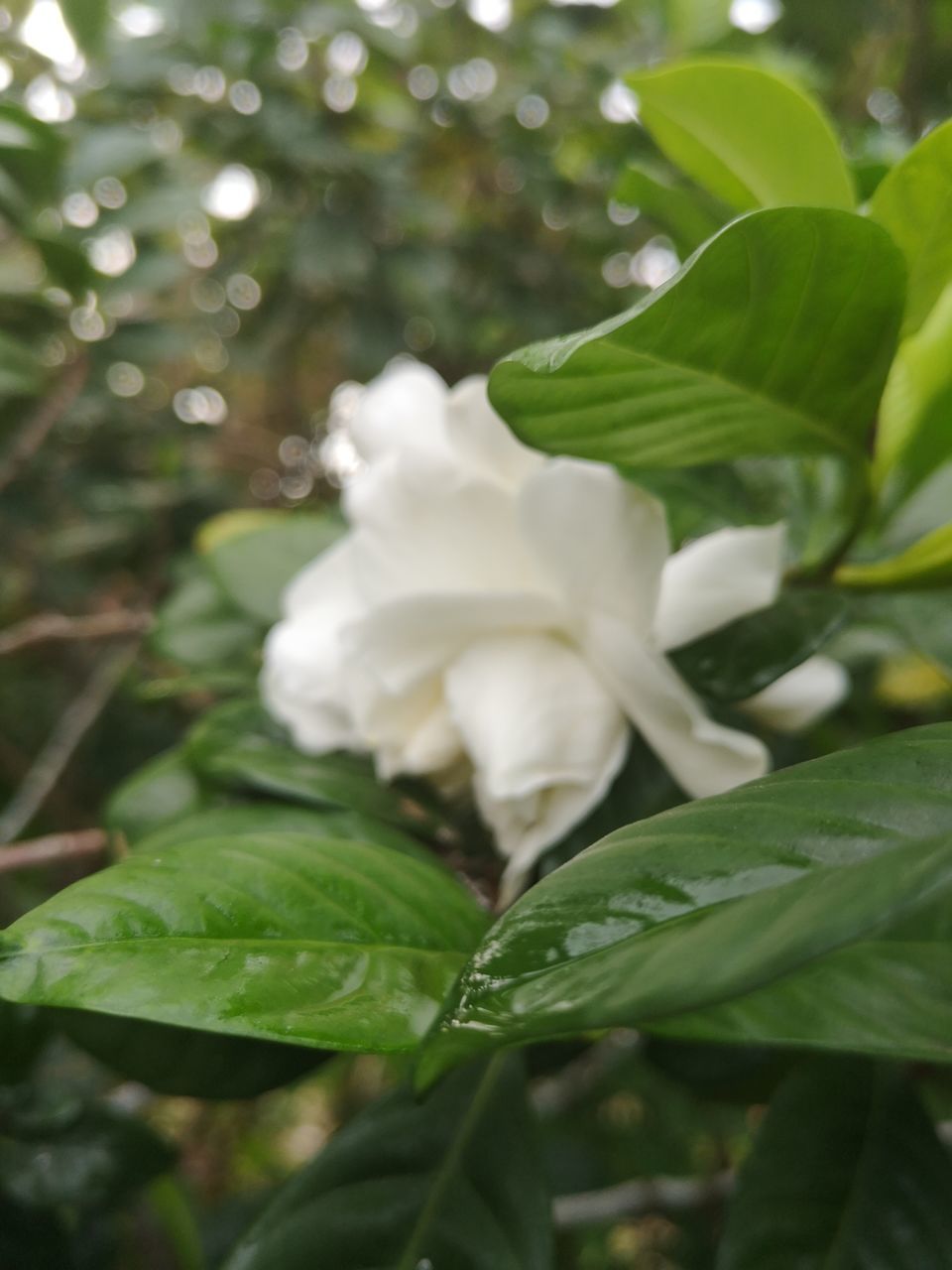 CLOSE-UP OF FRESH GREEN LEAVES WITH WHITE PLANT