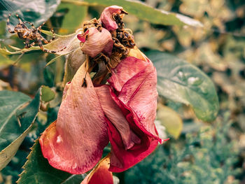 Close-up of wilted flower on plant