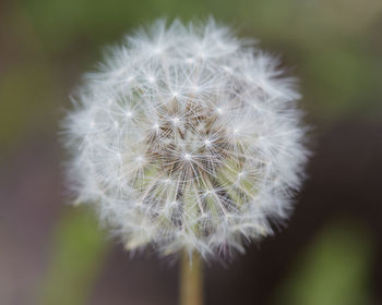 Close-up of dandelion flower