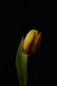Close-up of yellow flower against black background