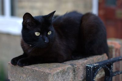 Black cat relaxing on retaining wall