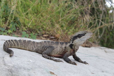 Close-up of lizard on rock