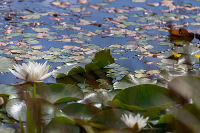 Close-up of lotus water lily in lake