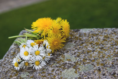 Close-up of fresh yellow flowers