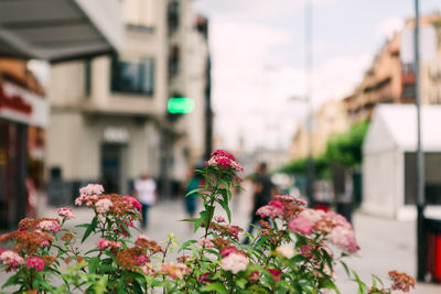 Close-up of flowering plant against buildings in city