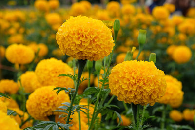 Close-up of yellow flowering plant