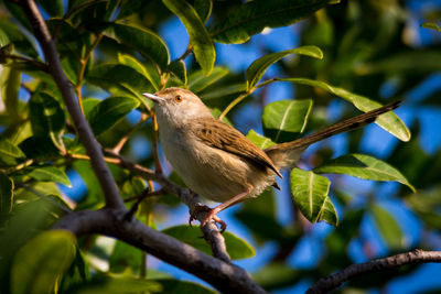 Low angle view of bird perching on branch