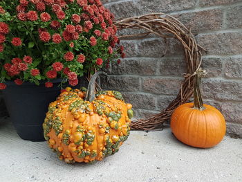 View of pumpkins against wall with vine wreath and chrysanthemum flowers.