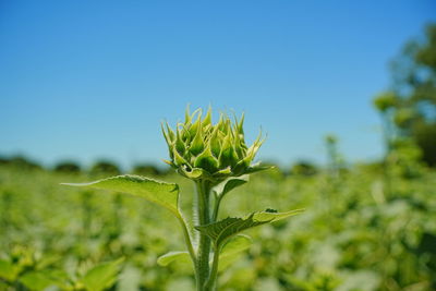 plant