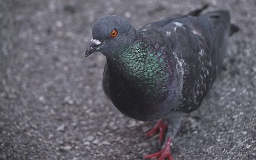 Close-up of pigeon walking on footpath