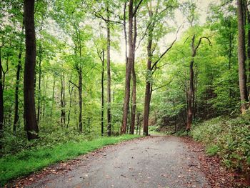 Footpath amidst trees in forest