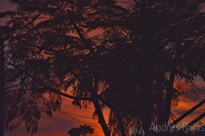 Low angle view of silhouette trees against sky at sunset