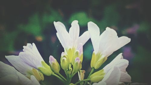 Close-up of flower blooming outdoors