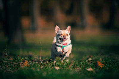 Portrait of dog running on field