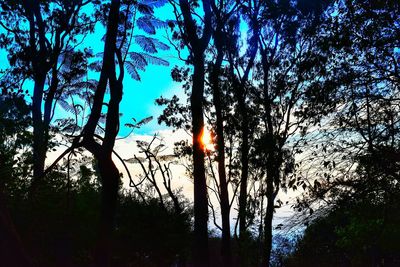 Low angle view of trees against sky