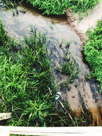 High angle view of animal on land