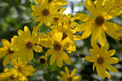 Close-up of yellow flowering plant in park