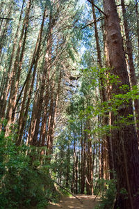 Trees in forest