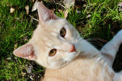 High angle view of cat on field