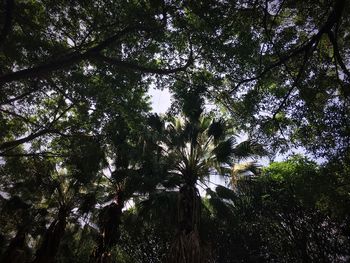 Low angle view of trees against the sky