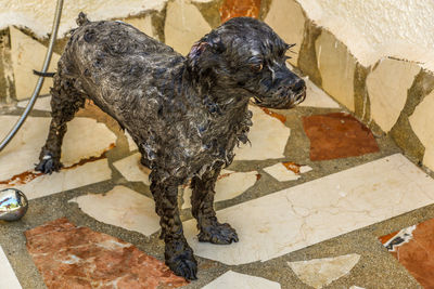 High angle view of dog standing on footpath