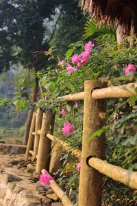 Close-up of pink flowering plant by fence