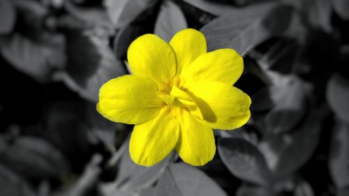 Close-up of yellow daffodil blooming outdoors