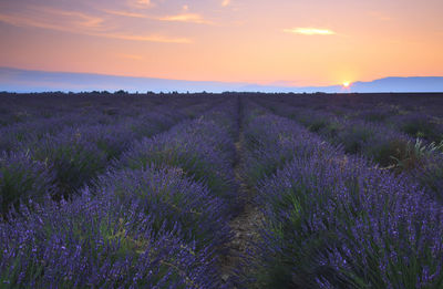 Scenic view of field during sunset