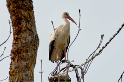 A white stork perching on an electric line pole