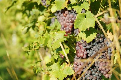 Close-up of grapes growing in vineyard