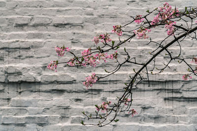 Pink cherry blossoms against wall