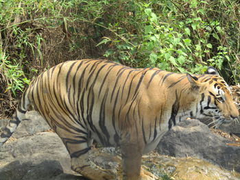 Close-up of tiger