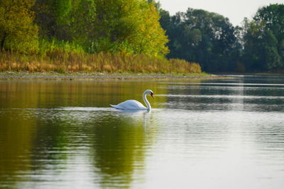 Swan swimming in a lake