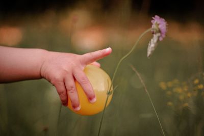 Close-up of hand holding yellow ball pouting towards flower