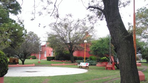 Trees in park