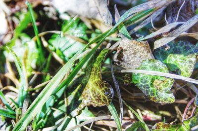 Close-up of lizard on plant