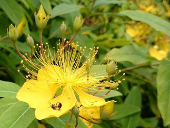 Close-up of bee on yellow flower