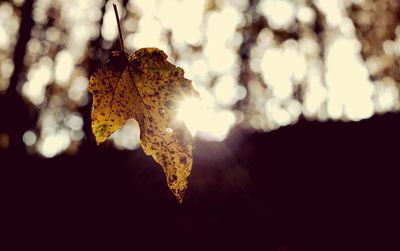 Close-up of autumn leaf