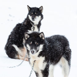 Portrait of two dogs on snow covered land