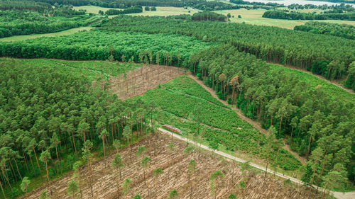 High angle view of vineyard