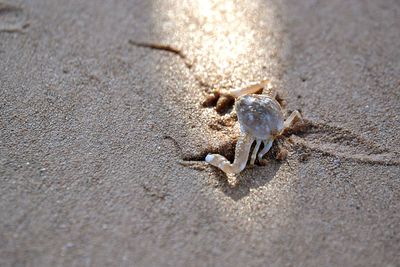 Close-up of crab on beach