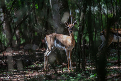 Deer standing in a forest