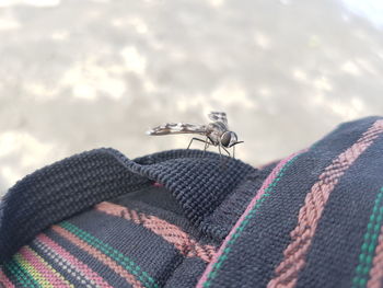 Close-up of fly on textile