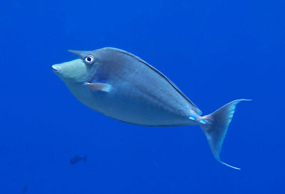 Fish swimming in sea