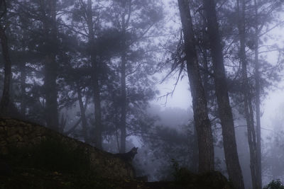 Silhouette trees in forest against sky at night