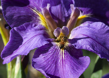 Close-up of purple iris